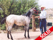 Appy Filly